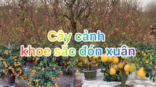 Chiêm ngưỡng vườn cây cảnh đẹp khoe sắc đón xuân giáp thìn 2024, không khí tết đang về