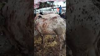 after rain cow mandi 2022/ @mandivlogswithEjaz