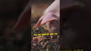 🐷 Pig Tales: Smart Swine and Their Surprising Lives! 🐖