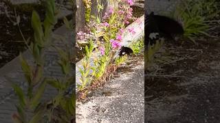 Butterfly enjoyed the NECTAR 【蝶は蜜を楽しんだ】#silenearmeria#wildflower#ムシトリナデシコ花#shorts