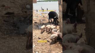 #senegal #cochon #mbour