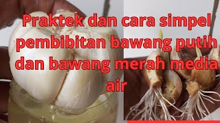 praktek cara simpel pembibitan bawang putih bawang merah media air