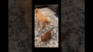 NEW!! 😂DOODLE DOGGIE DUEL- Part 18 “Countdown to Doom” #animals #doglover #dogs #viral #shorts