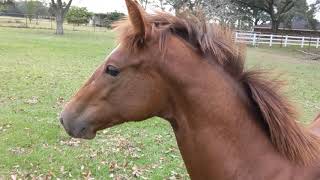 Young horse showing off and playing