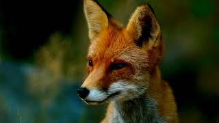 Awaken Your Inner Fox A Guided Meditation #Maggie-Chef_Coach #podcast #mealprepping