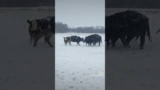 Girls aaaaalways be fightin. They can't just get along... #cattlefarm #cow #cattleranch #farm