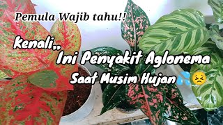 Ini Penyakit Aglonema Saat Musim Hujan dan Cara Mengatasinya || Pemula wajib tahu Agar tidak Kaget😉