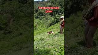 Langsung tancap gass, pas ada kejaran  #hunting #shorts  #subscribe  #shortvideo ##lensateampemburu