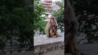 Mother protecting her child 🐒 #youtubeshorts #monkey #monkeyvideo #monkeymother