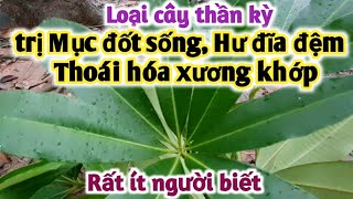 Bài thuốc trị Mục đốt sống, hư đĩa đệm, thoái hóa xương khớp, gai cột sống. PHAN HẢI Vlog