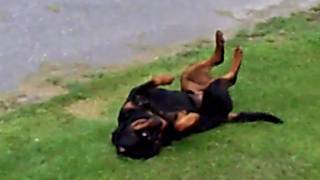 nabours dog beeing funny.MOV