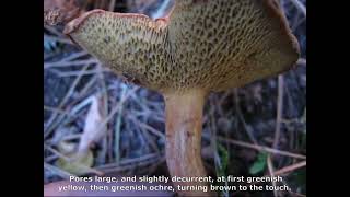 Suillus bovinus. Champimaginatis. English Text.