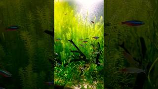 Aquário plantado com húmus de minhoca (60 litros) 🌱🐟🐠