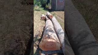 amazing two strong man are able to lift logs weighing more than 100 kg with just their two hands