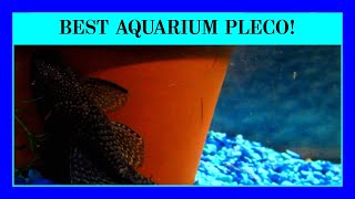 Episode 40 - Bristlenose Plecos are Perfect for Smaller Aquarium Tanks! (Bushynose plecos)