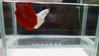 Super red ohm betta ready stock in Bangladesh