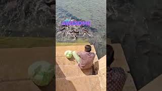 Fish Feeding Frenzy At Gadisar Lake Jaisalmer With Chappathi #gadisarlake #jaisalmertourism #fish