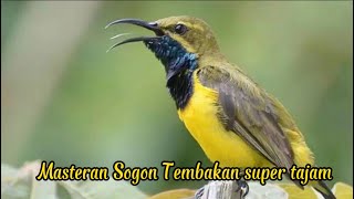 FULLL MASTERAN TERBAIK SOGON TEMBAKAN PALING TAJAM 🔥🔥#masteranburung #sogokontongjuara #sogon