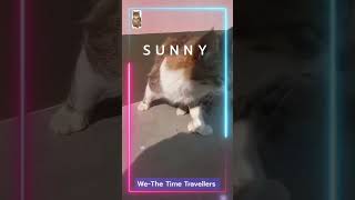 Sunny day #cat #catvideo #petshorts