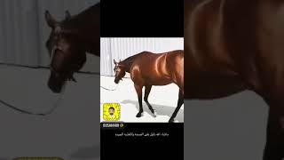 دليل على صحة ونظافة الخيل