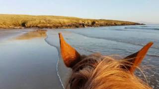 Galloping Welsh Cob Millie on the beach.