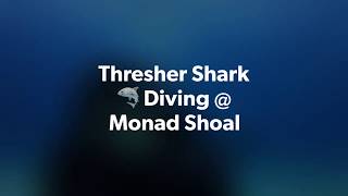 Buceo con Tiburón Zorro / Thresher Shark Diving