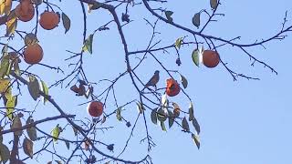 Bird eating a persimmon from the tree