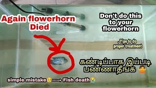 Again flowerhorn died 🥺 Dont do this for your flowerhorn 👈 | கண்டிப்பாக இப்படி பண்ணாதீங்க 🙅 | தமிழ்