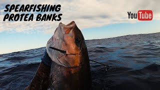 Spearfishing Protea Banks for Longfin YELLOWTAIL