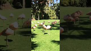 Los flamencos palmitos park #animals #shortvideo #bioparque