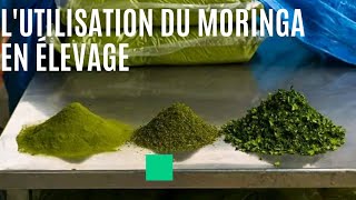 COMMENT UTILISER LE MORINGA EN ÉLEVAGE 🤔 ?