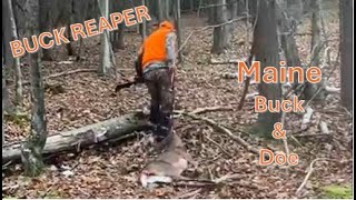 Maine Buck & Doe harvest - Buck Reaper