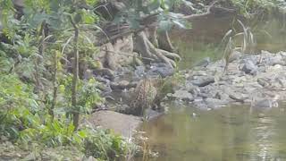 Leopard drinking water at Nagzira