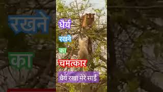 धैर्य रखो #tiger #monkey #animals #comedy #mahabharat #song #motivation #music