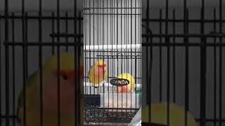 Lovebird non klep