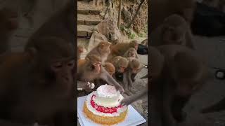 happy birth day of monkey ## watch in this video ##