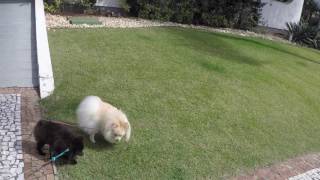 PASEO con BLITZ y LOLLA (Lulu da Pomerania)