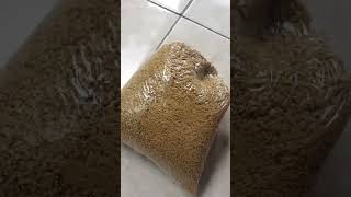 voer murah 1kg 7000 #shortvideo