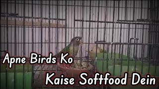 How to Feed Your Birds Softfood | Apne Birds Ko Kaise Softfood Dena Chahiye