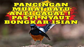 MURAI BATU LANGSUNG GACOR ❗ PANCINGAN MURAI BATU BONGKAR ISIAN ❗อรุณสวัสดิ์ครับ