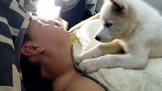 How my Husky Puppy Pinot wakes me up