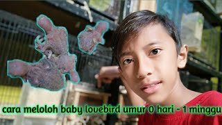 Cara meloloh baby lovebird 0 hari sampai 1minggu