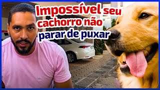 FUNCIONA - Como ensinar seu cachorro passear do seu lado em 20 minutos