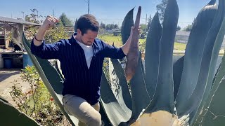 I learned how to make pulque in Mexico