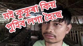 bamboo layer cage ..মই কুকুৰা কিয় পুহিব লগা হৈছে😞😞@mjglifestylevlogs349