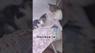 #galinhas #animais #estimação #gato #cat #adote #gatos #adoteumgato #viralvideo #pets #shortsbrasil