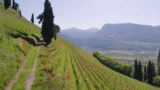 Weinberge über Tramin