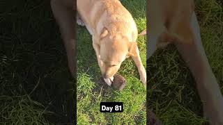 Day 81 until my dog gets 1k subscribers