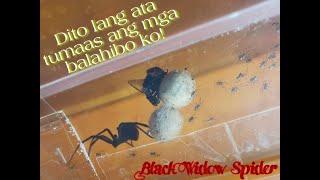 Deadliest Spider in the World Spotted in PH #GEV99