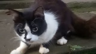 Cute Cat Video Compilation